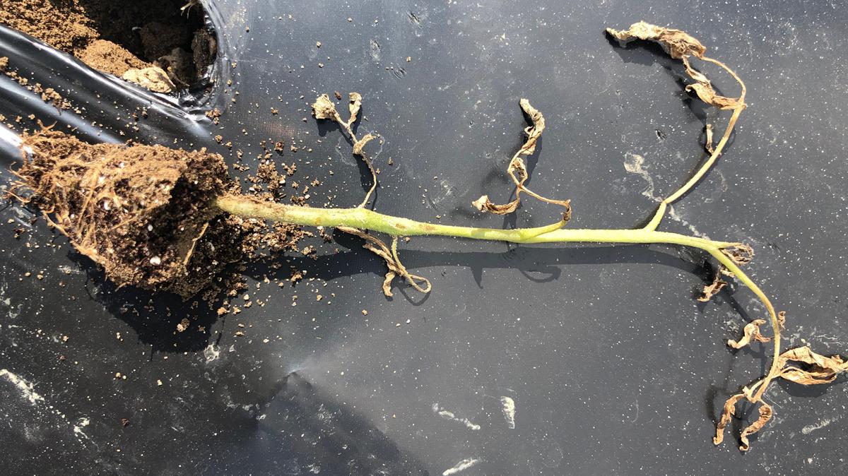 FloridaSeeds's tweet photo. Tomato Disorders of Plant Roots: https://t.co/lHQoWDIFlH #tomatoes #rootstock #research #organic #seeds #saladettetomatoes by @ExtensionOD

Photo Courtesy by @FloridaSeeds: https://t.co/l3lgGVCiX3