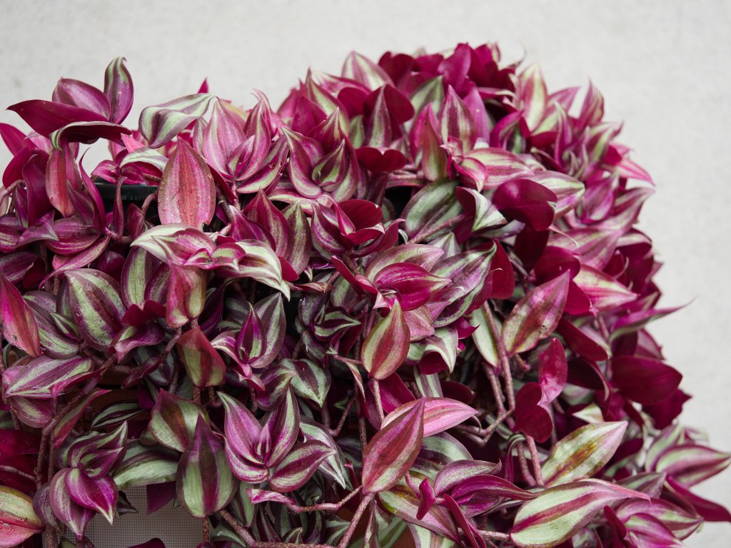 Cascade ezhikorn.wordpress.com/2019/10/07/cas…