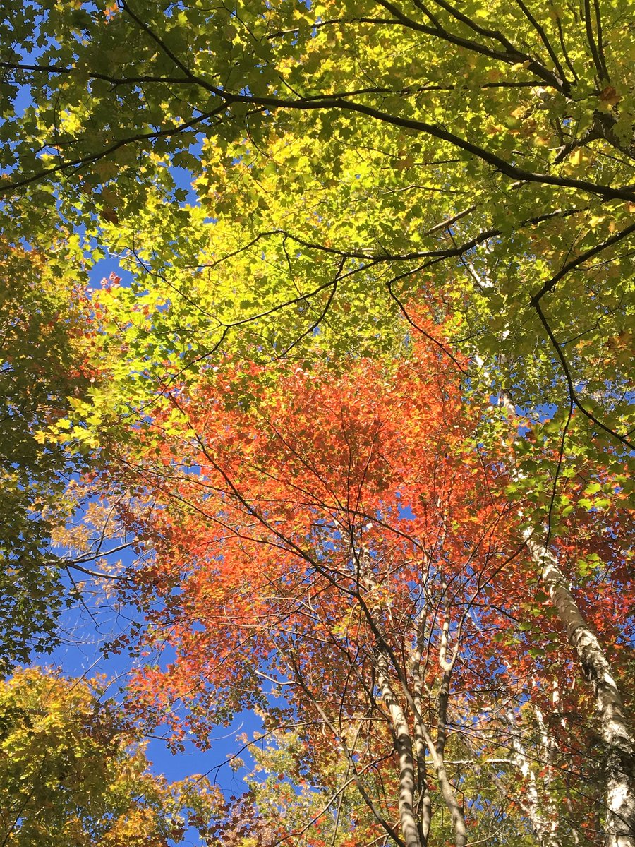 An upside to Mondays in foliage season: seeing what people saw in their parts of #VT over the weekend. The best part today? Rain is an essential ingredient in the next level of vibrancy, which means even more color to come. Share what you see: #FindYourPeakVT.
@vtfpr_commish