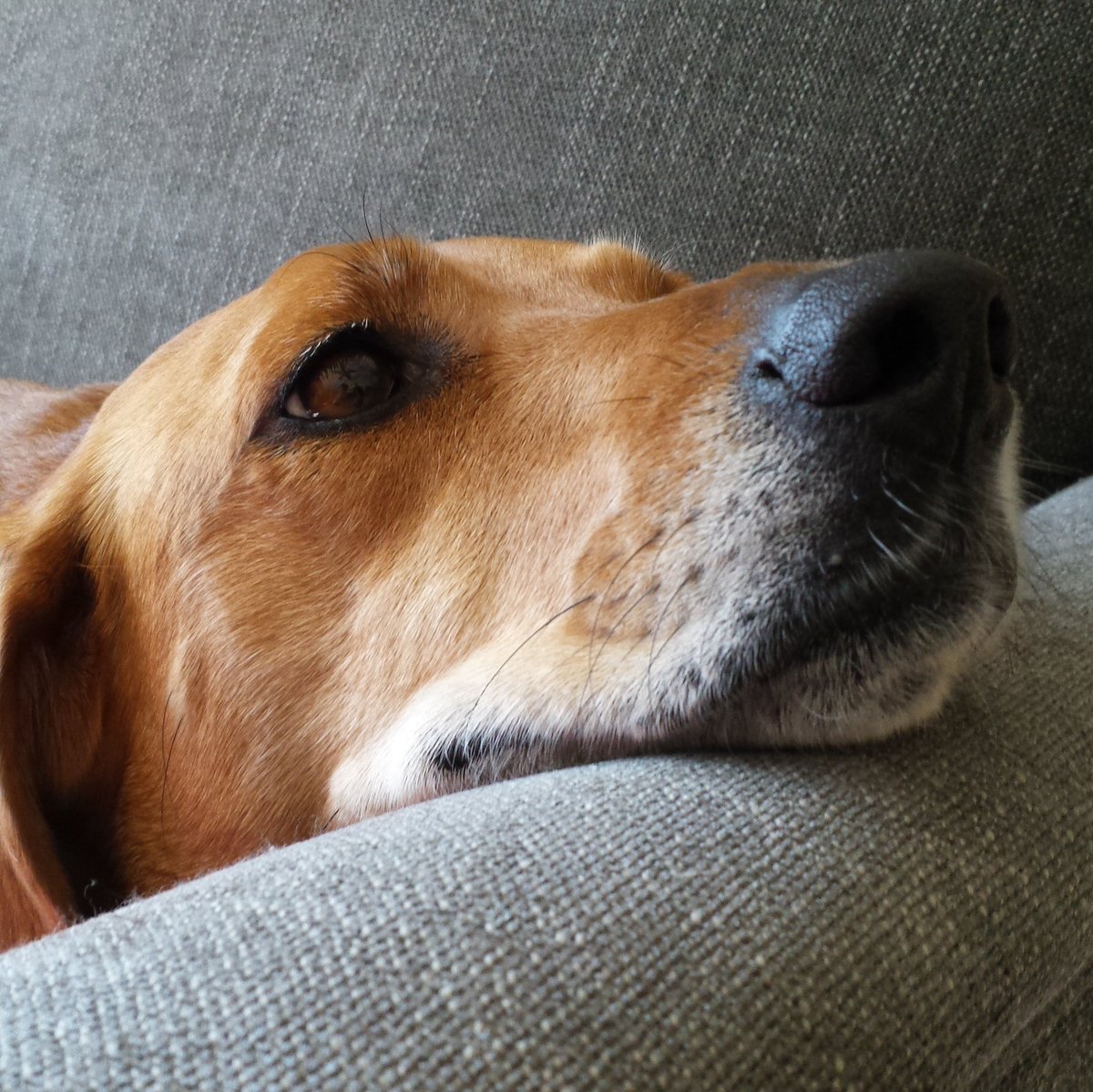 Aburner_7's tweet photo. So can we so #BarksForBarrell every day? Or maybe #DogsForDrummond? https://t.co/Mf0V3NN2h7
