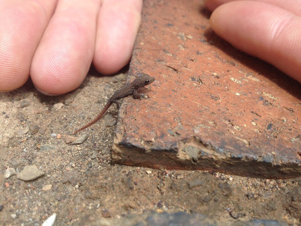 Smallest little thing you ever did see.... They gather around our band practice space - think they like the vibrations 😅 #MusicMondays