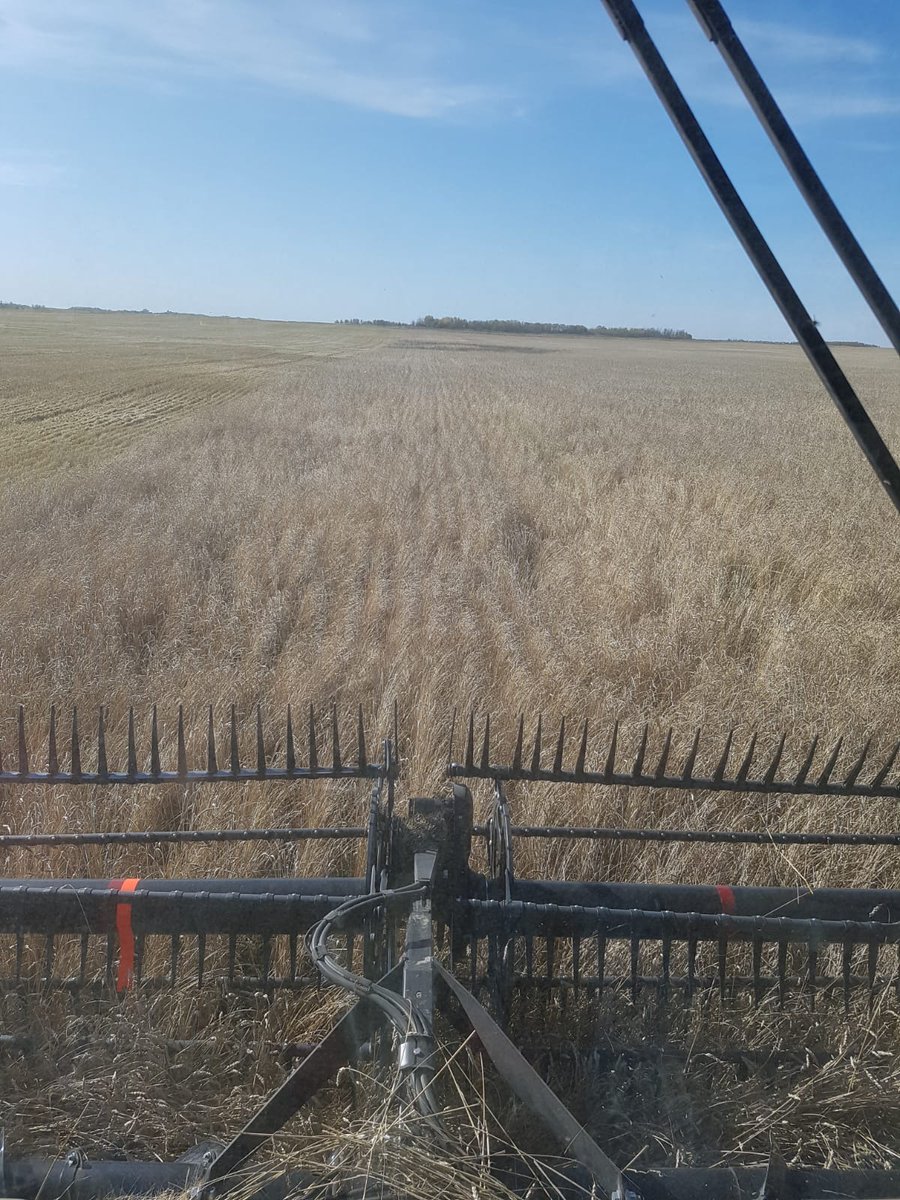 craswellseeds's tweet photo. Combining our #Transcend Durum quarter today before weather gets questionable again. Yielding very well and good looking sample. Registered seed will be produced pending cleaning results. #CDCAlloy and #AACSucceedVB also available for #plant20. @FPGenetics https://t.co/fFvJv1hHv2