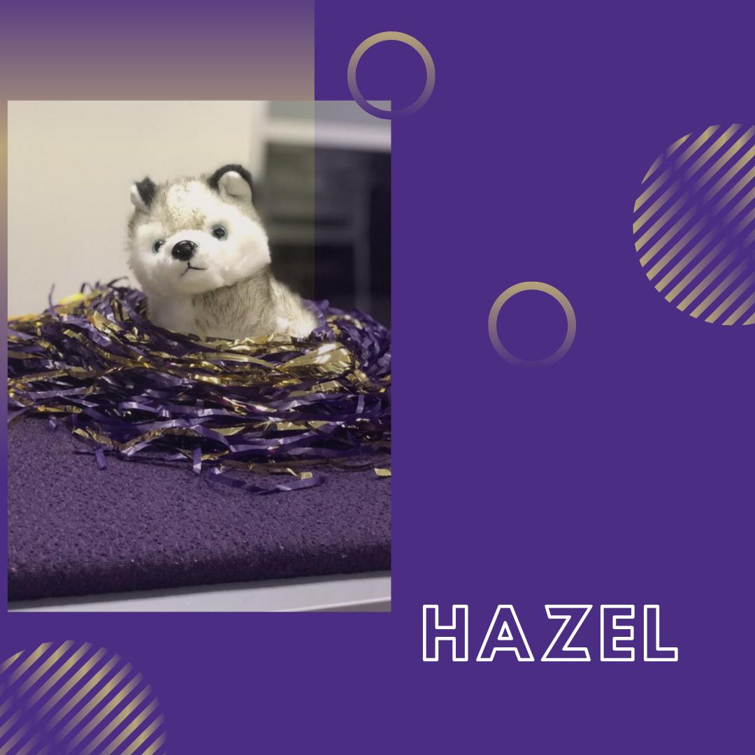 SABUWT's tweet image. Welcome Hazel! The newest husky to the SAB family. Come by and take pictures with Hazel. @HendrixtheHusky and @HarryTheHusky Hazel can't wait to meet you.
