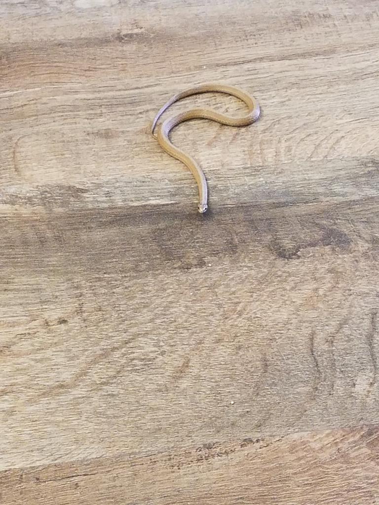 Chryseis Modderman tweet media