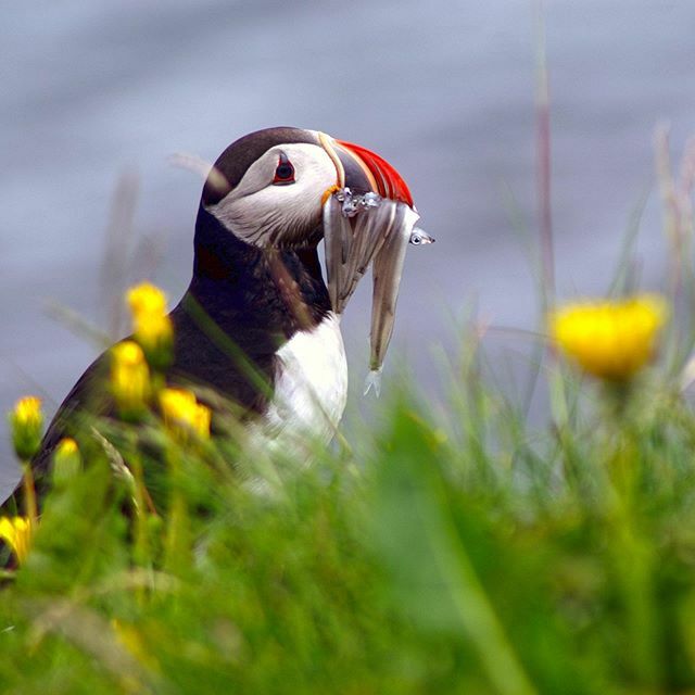 ArcticCoastWay's tweet photo. The puffin feasting on some local food 😋 https://t.co/yVq7XZSGRu https://t.co/NTsZ0cbZNq