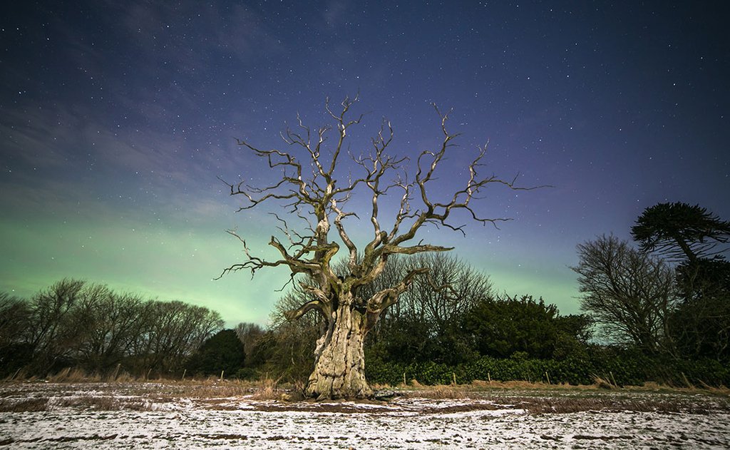 ignitioninkart's tweet photo. Old Oak Tree and Aurora by super talented photographer @fionn111. Find this photograph via our bio link and follow sunshineNshadows IG for more amazing photography 📷 https://t.co/rEUSfwZ92m