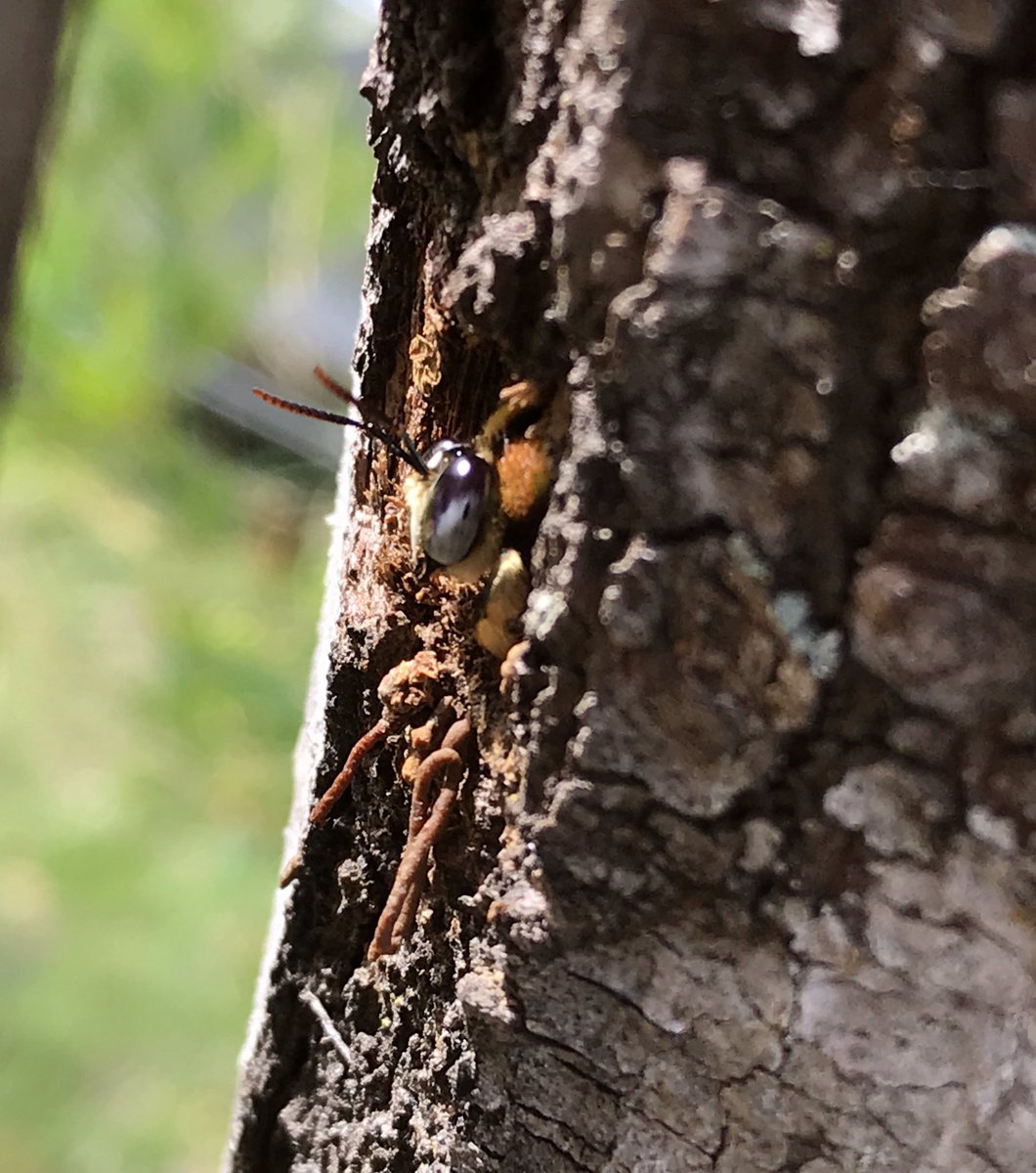 CaseyForster10's tweet photo. Was lucky enough to witness Australian native metallic carpenter bees nesting. There were 5-6 individuals coming and going from the one nest. About 5 were inside at once which impressively suggests how large the internal structure is. Here are some images of the males. #bee https://t.co/8zldELLM8w