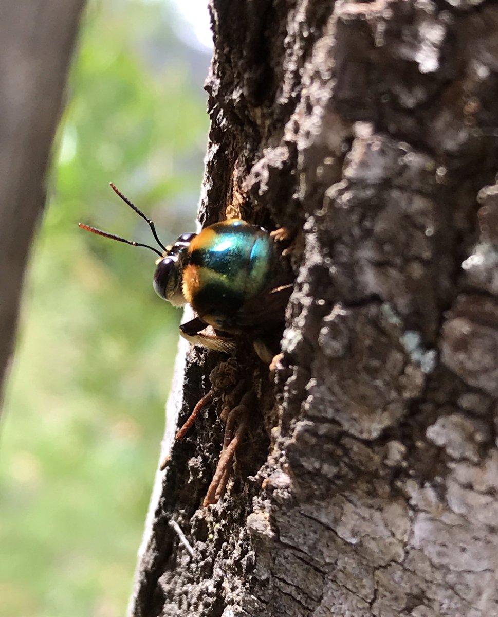 CaseyForster10's tweet photo. Was lucky enough to witness Australian native metallic carpenter bees nesting. There were 5-6 individuals coming and going from the one nest. About 5 were inside at once which impressively suggests how large the internal structure is. Here are some images of the males. #bee https://t.co/8zldELLM8w