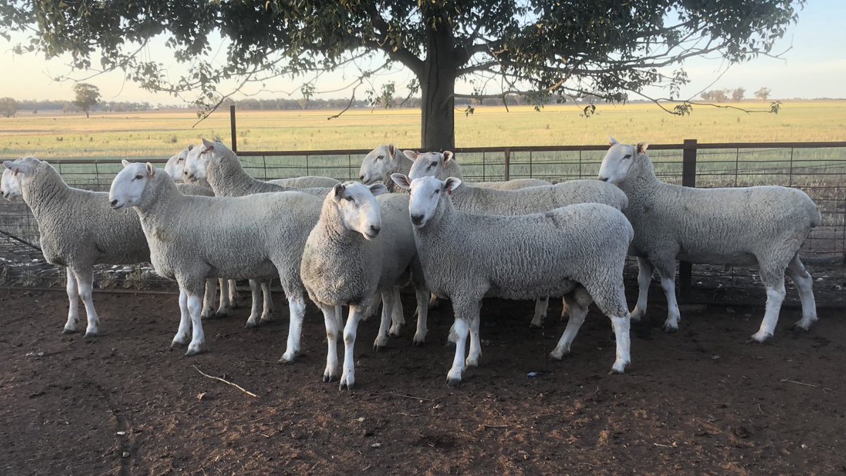 Bauer Border Leicester Studs 6th Annual Ram Sale to be held on Auctionsplus today at 12:00pm offering 80 Rams