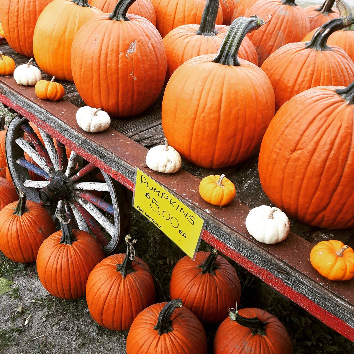 Johnston Farm and Garden tweet media