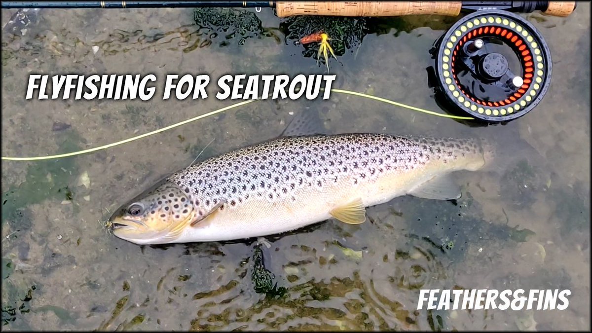 FeathersFins2's tweet photo. A little flyfishing Video from my child homewaters. Fishing for sea run browntrouts, location Mariager Fjord in Denmark. So forfunate that this truely wonderful place still fishes well and the trout are as beautiful as I remember them. 
https://t.co/0UkmMLu1Sr https://t.co/cvs3SpbbHd