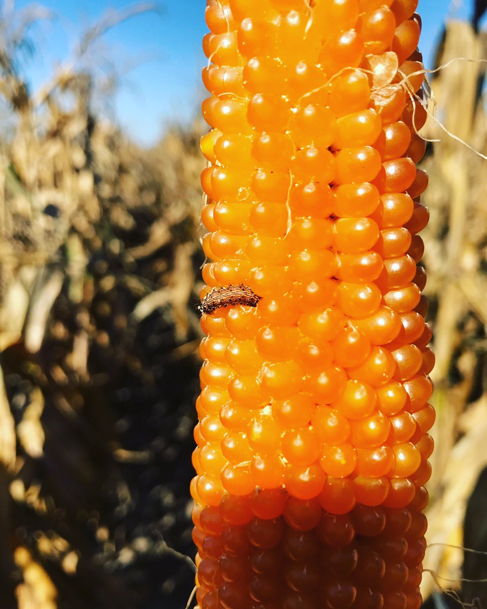 We fight pests like this all year long! This is a corn borer that will bore through stalks and ears of the plant. The little guy was just getting started when I found him.
