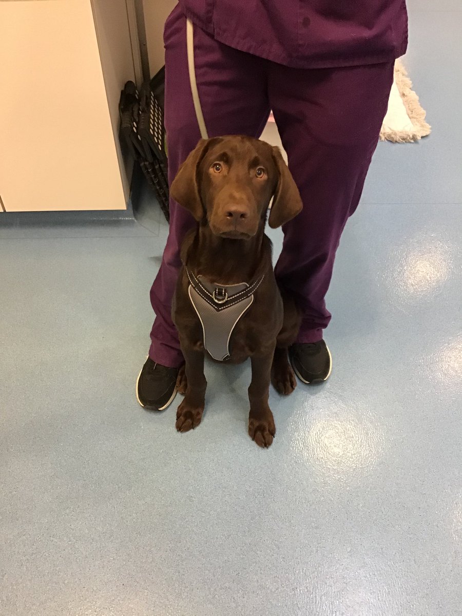 VVCofH's tweet photo. Timber is showing off his “good sit” at his puppy visit today! 🐾🐶🧡 #vvcofh #welcome #goodsit #puppy #labradorretriever #vetmed #buffalony #wny https://t.co/XUSuA8qHyy