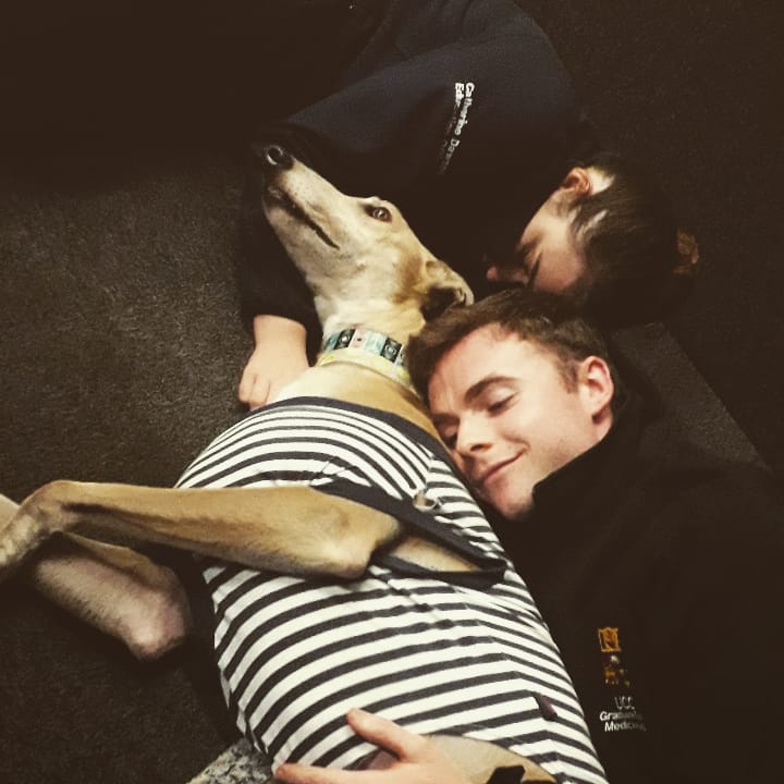 Do Greyhounds Cuddle