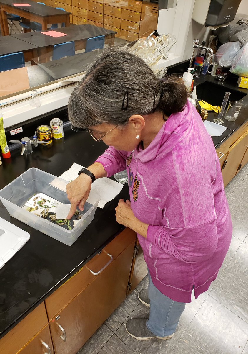 wnchem's tweet photo. Discovered 3 more caterpillars. Total of 88 caterpillars from the WNHS gardens. Today Bev K shared her butterfly wisdom about the overwintering process. #AlreadyPlanningFor2020
#WNHSgardens
#TapIntoLocalExperts
#LearnAsWeGo
#WhyWouldWeNot https://t.co/9fQ032y84G