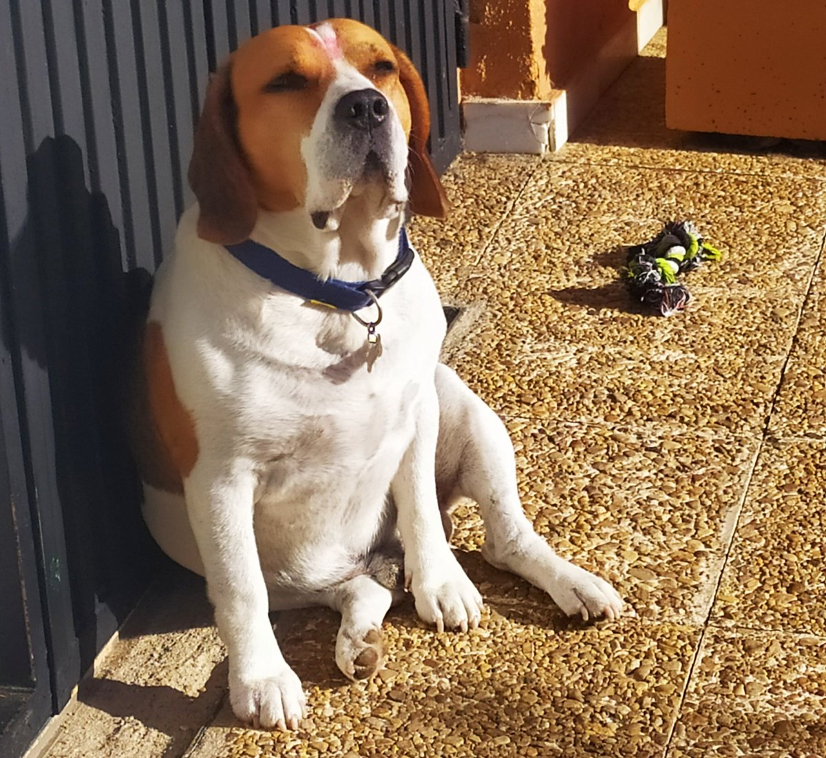 NCantesVictoria's tweet image. Le he plantado un beso en la frente nada más llegar (se le ve). Y ahora estamos viendo Shrek ¿Hace falta que os diga algo más? #mybaby #perfectMonday