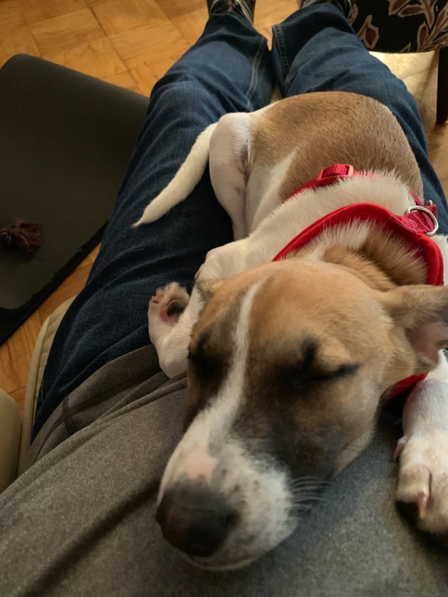 peter_perillo's tweet image. 