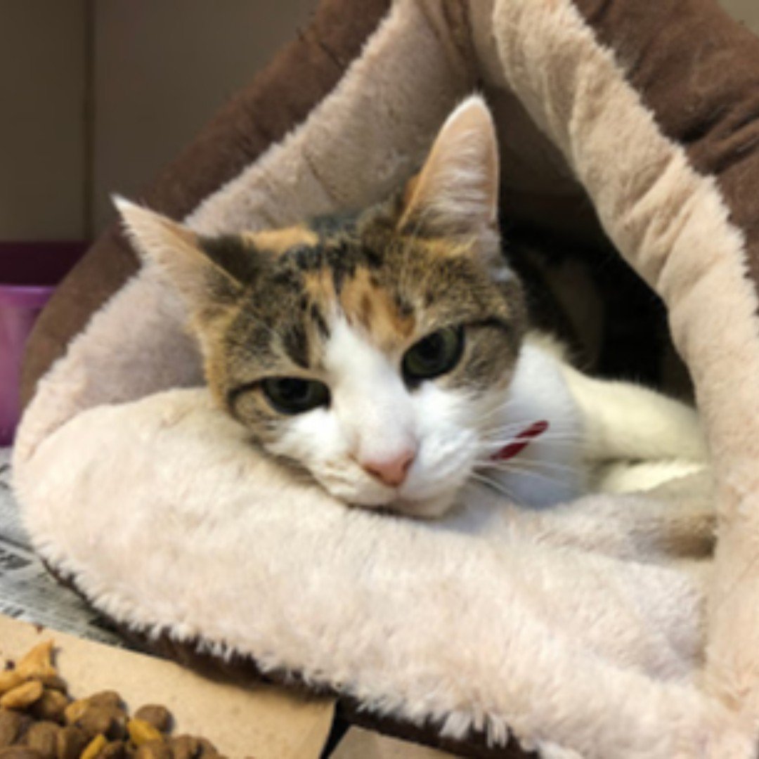 North Shore Animal League America tweet media