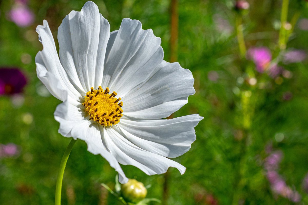 lefowlerstudio's tweet photo. The poetry of earth is never dead. #keats #cosmos #flowers #Nikon #nikonphotography https://t.co/y1yxBdooIS