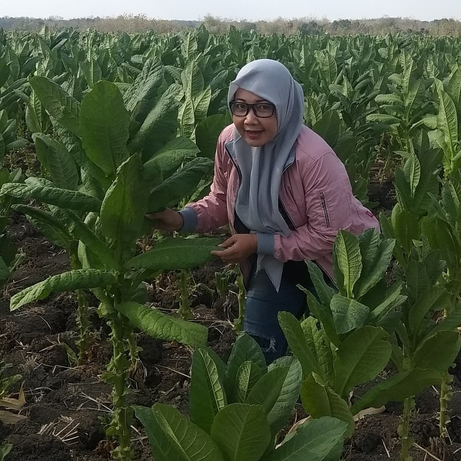 Rifsof1's tweet photo. Bahagia di antara rimbunan warisan leluhur berjuluk tembakau yang siap panen. 

#petanitembakau #tembakau #pelintingrokok #savepelinting #spgrokok #tobacco #heritage  #TobaccoAsOurLegacy #apcat2019 #TeuHayangRokok
from @handa.rini https://t.co/DGGwPi7upy