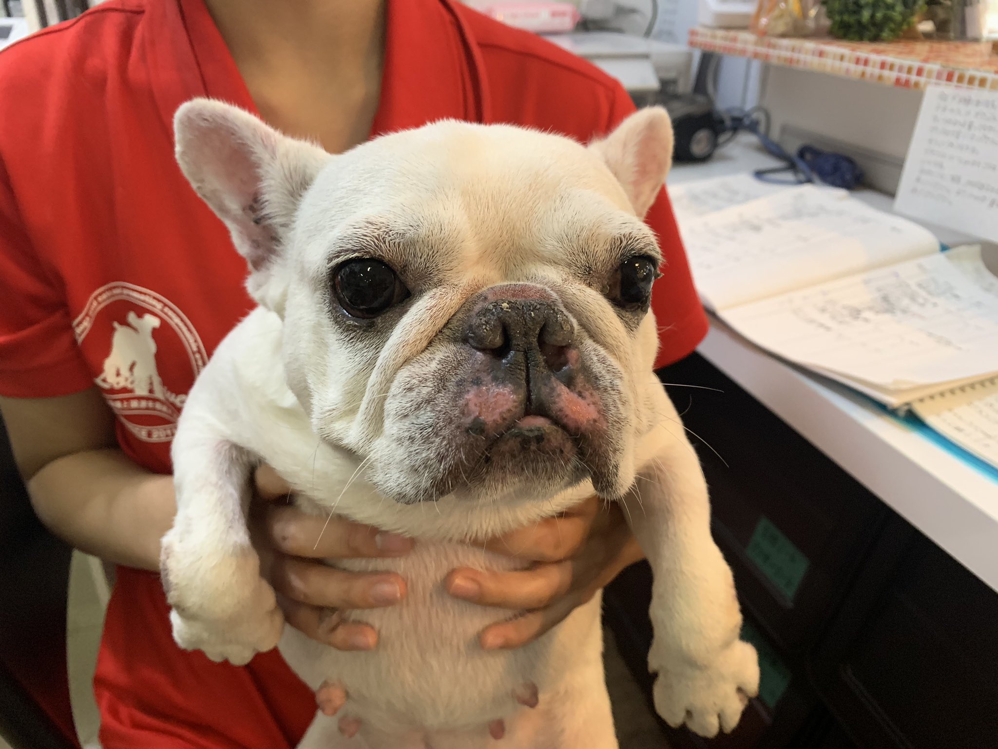 保護犬カフェ 堺店 新メンバー パール フレンチブルドッグ 5才 可愛いお顔のフレンチブルがやってまいりました 見た目はおっとりですが 結構活発なようです 白くてポヨポヨのボディがたまりません 是非会いにいらしてください 保護犬カフェ堺店