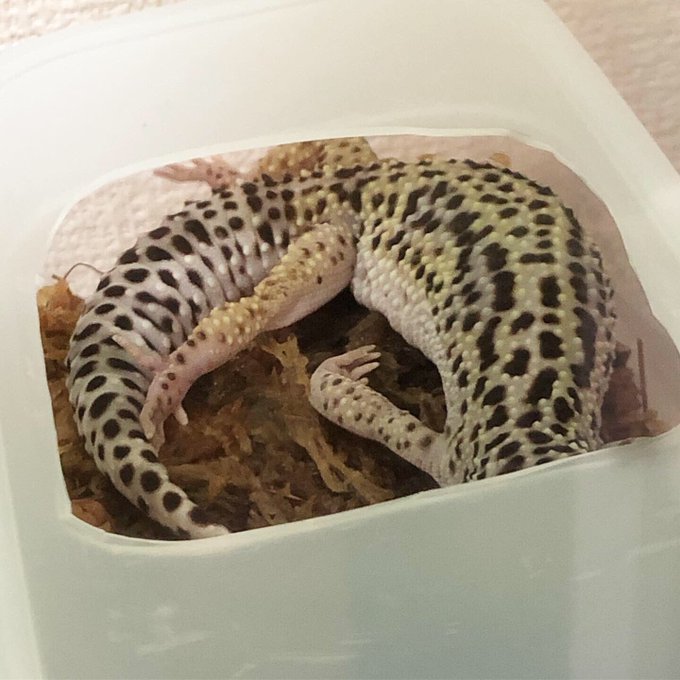 ヒョウモントカゲモドキのtwitterイラスト検索結果 古い順