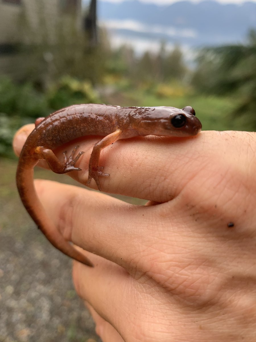 Yes!!! First salamander in our yard #ensatinalove