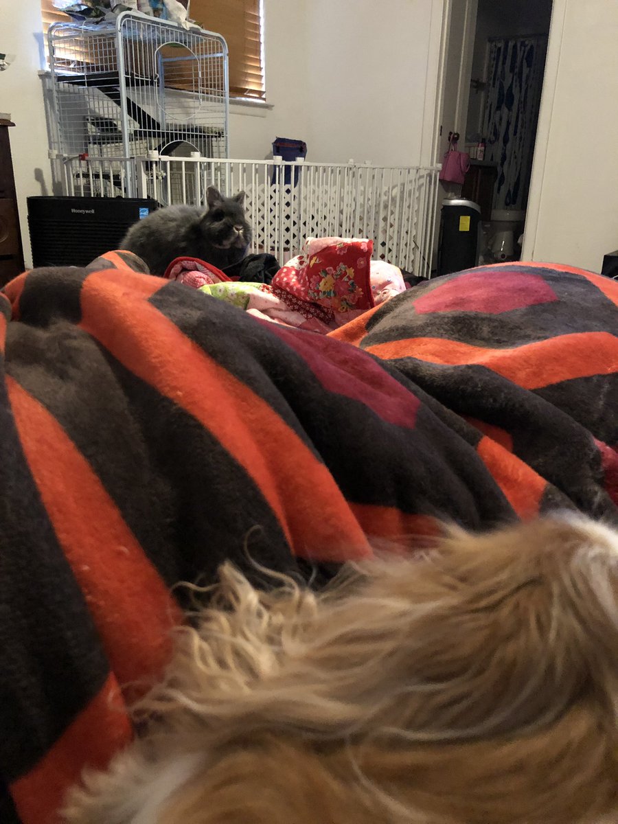 holli's tweet photo. The level of jealousy in this bed is insane. #lapwars https://t.co/S437DkOg0z