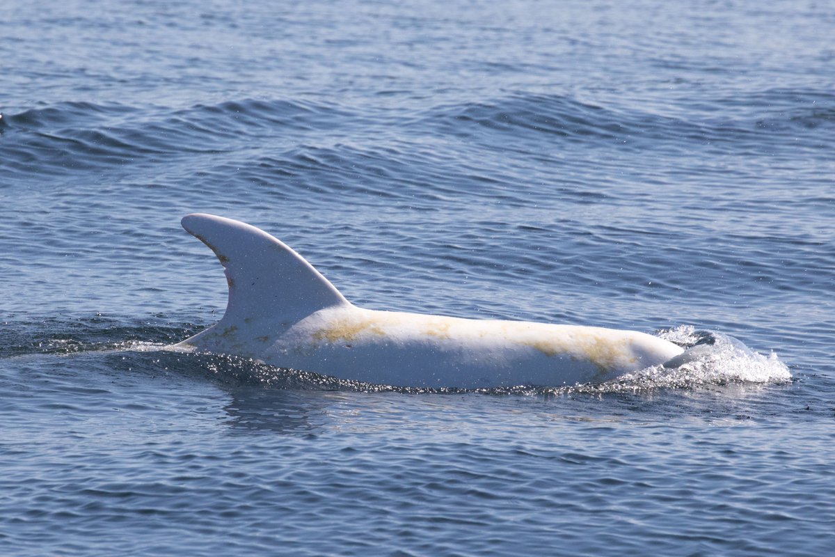 So many CETACEANS, so much fun. Blue whales, Risso's Dolphins (including Casper!), and Humpbacks on both trips! discoverywhalewatch.com/october-7-blue…