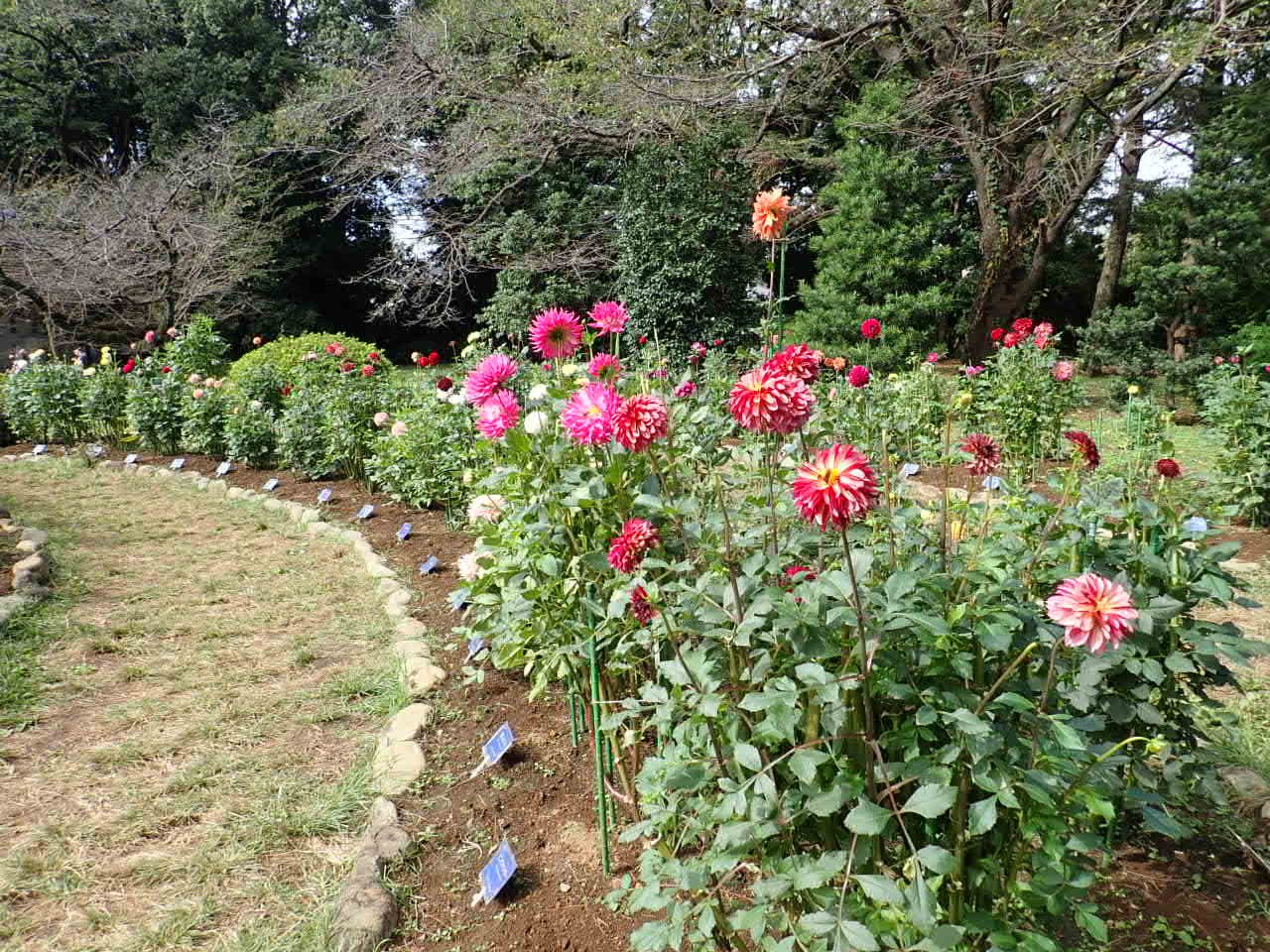 神代植物公園 ニュース Auf Twitter スタッフより 園芸係 ダリア園でダリアが見頃です ダリア はメキシコ 中央アメリカの高地が原産 暑いの苦手でこの時季に見頃となります 写真は昨日のダリア園の様子 様々な花型 色 大きさのダリアが咲いています