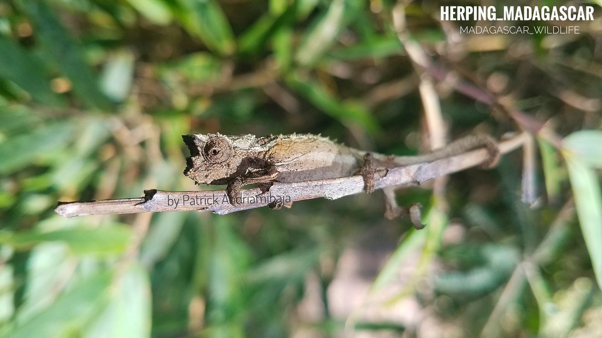 PatrickAndriam4's tweet photo. #brookesiathieli
#TraveltoMadagascar 
#Nationalpark_visitMadagascar
#Herping_Madagascar
#VehiclesrentMadagascar
#Madagascar_Gudedtours
#byPatrickAndriamihaja https://t.co/3eDDNOfaMY