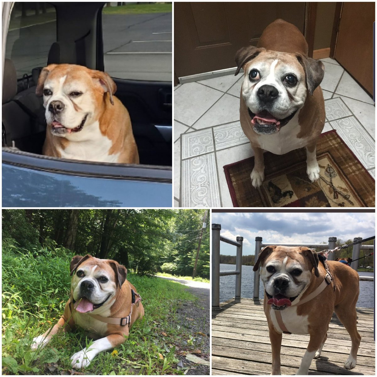 Today our group has lost the original and first #sismo Bella Boo. She was truly one of a kind! Your smile was like no other and you'll be missed dearly. Let's give her bros and Mom and Pops <a href="/thepigeoncoup33/">Donald T Longshanks ⭐⭐⭐</a> @sunshine4887 alot of love as they have lost their precious baby girl 🌈