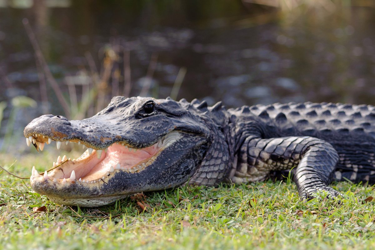 Florida man arrested for trying to get alligator drunk trib.al/THqPcS9