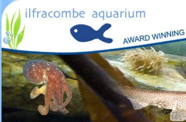 DevoninFocus's tweet photo. Devon treat: Ilfracombe Aquarium https://t.co/UWvgbudOpW https://t.co/nnPNTe8LAf
