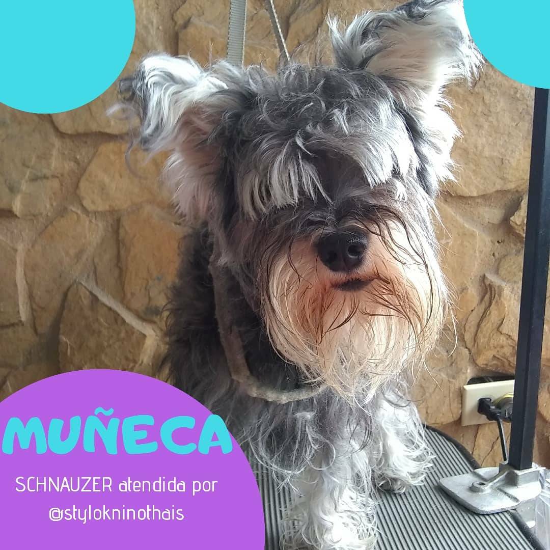 stylokninothais's tweet photo. ❤️MUÑECA❤️
La #linda #schnauzer🐕divertida que le encanta hacer caras graciosas🤡 muy consentida. Siempre #atendida en @stylokninothais por su #estilista #canino Thais Salcedo.

Contáctanos: 📲04141276612/04242728665

#correcto#cuidado y el arreglo que necesita según su raza https://t.co/sndefZrYto