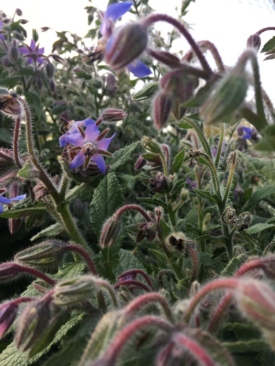 sprfsh_rachel's tweet photo. No matter how much there was to do, the work stopped and I headed out to the #garden.
#Forecast calls for a hard freeze and lots of blowing #snow starting Tuesday night.
I appreciated this chance to enjoy the visual #beauty and earthy smells. #firstbigsnow #homesteadlife https://t.co/8UFNqPYShy