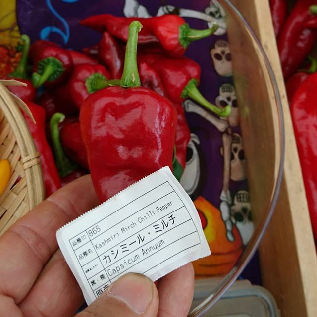 世界の唐辛子屋 Peppers Jp インド料理クラスタ垂涎のカシミールチリもようやく赤く熟して来ました 次回のファーマーズマーケット出店時にも販売予定です 当店では生の果実を主に取り扱っておりますので 乾燥やパウダーへの加工はご自身でお願い致します