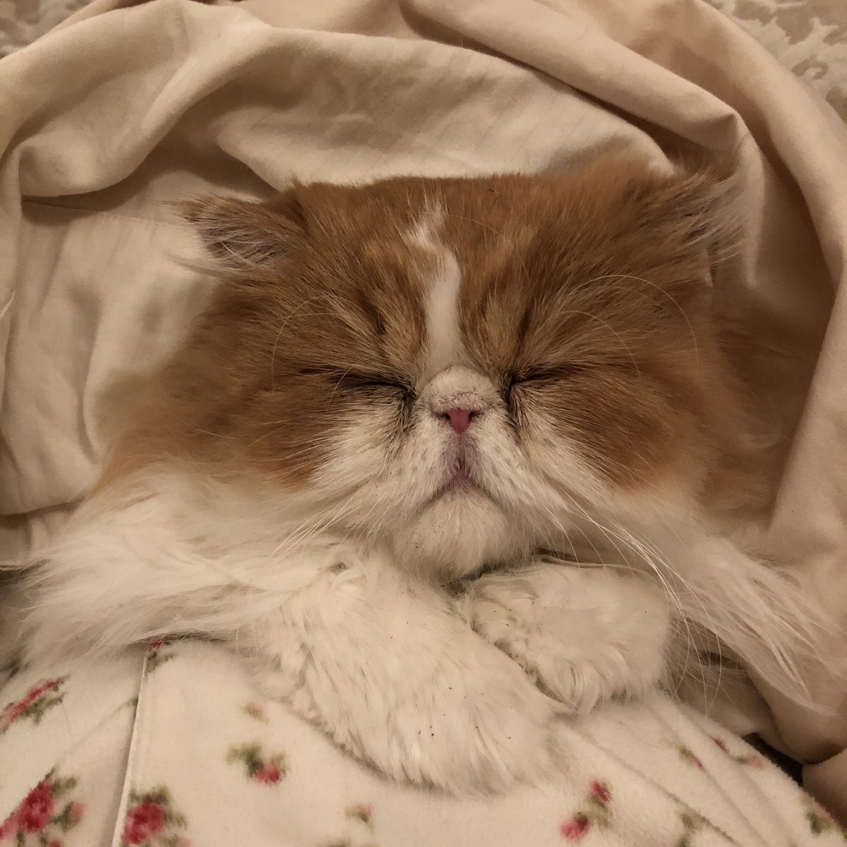 DrChales's tweet photo. All tucked in and ready to sleep. Goodbye #Monday❗️#cats #CatsOfTwitter #persian https://t.co/pKfhbO1NcY