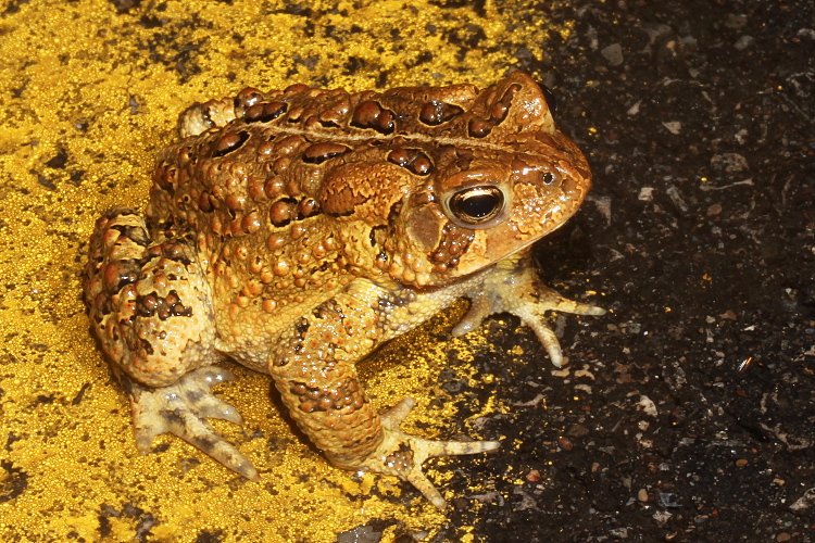 crbrune's tweet photo. @BobcatsDiscover Some amphibians seen last night. https://t.co/aQki7owlPA