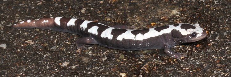 crbrune's tweet photo. @BobcatsDiscover Some amphibians seen last night. https://t.co/aQki7owlPA