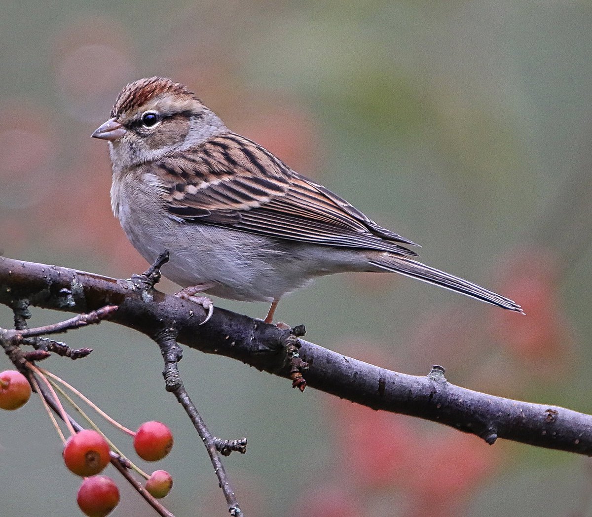 I saw the sun and a Chipping Sparrow today. Both were a nice surprise. #birdwatcher #backyardbirds #canonfavpic #chippingsparrow #birdsofpennsylvania