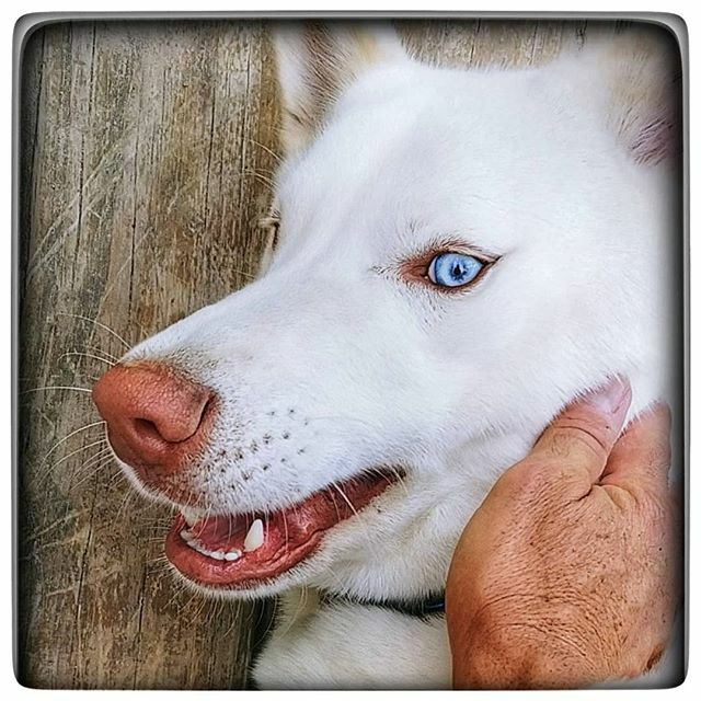 RA_IMAGES's tweet photo. Dad; would you mind if I got some colored contacts?
#demblueeyes #huskymix #rescuedogsarethebest #rescuedog #blueeyes #houstondogs #texasdogs #ra_images #rogerapplewhite https://t.co/rt8ZOepbxb https://t.co/8P9nDjKZsb
