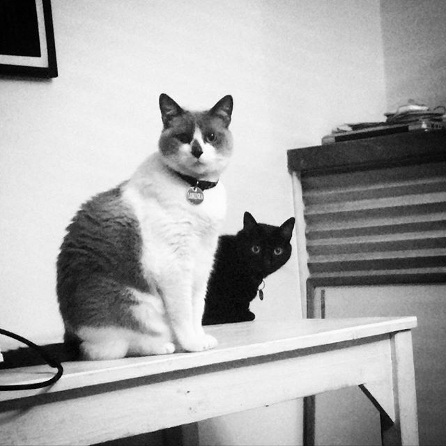 computershots's tweet image. Jacobo &amp;amp; Lorenza 🌑🌕 ift.tt/2MnNaK1