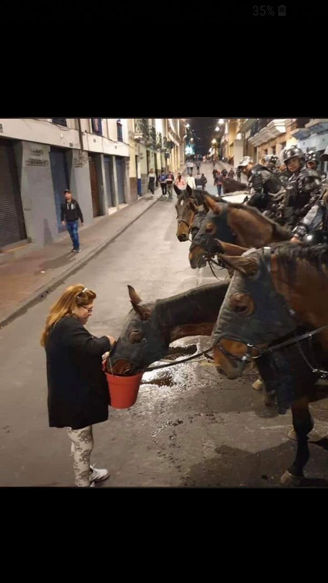 NVigotsky's tweet photo. Una cosa es que los seres humanos tengan conflictos por territorios , capitales, etc . Pero...¿ Cómo se puede ser tan mierda ? Como para obligar a los animales a formar parte del #ParoNacionalEC , respirando bombas lacrimógenas. Estamos en el siglo XXI no en la época medieval. https://t.co/uYE6X9ro4s