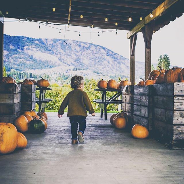 VisitWestside's tweet photo. Carving out some fun at Paynters 🎃.
.
📷: @dfeller88 - thanks for sharing with us and thank you @christina.marie.photos for capturing this scene! #visitwestside
.
.
#westkelowna #fallvibes #fallseason #autumnishere #pumpkin #westsidefarmloop https://t.co/yUnJANAX4O https://t.co/9XVpOeFwkn