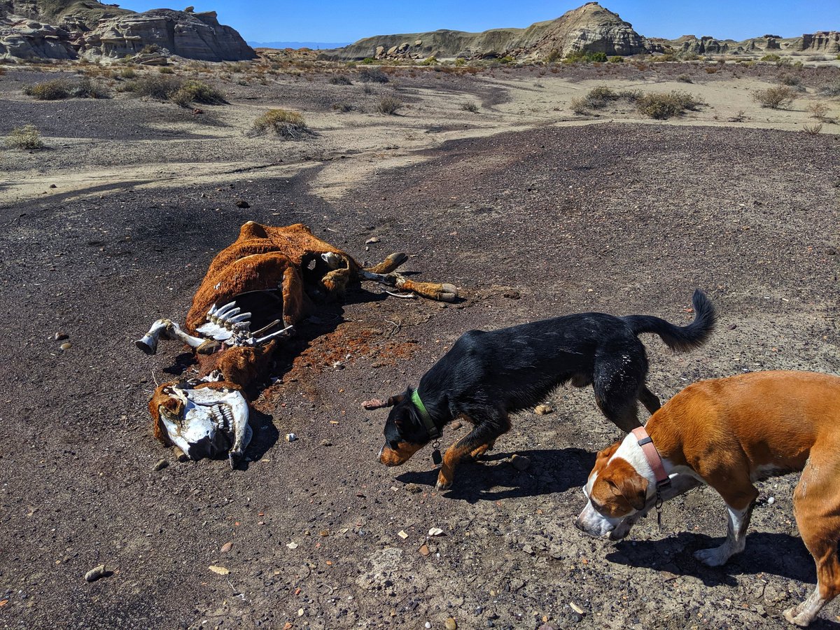 Trixie_Charlie's tweet photo. Oh yeahhh, we are back in New Mexico and exploring the Bisti Badlands again. #hikingwithdogs #dogsoftwitter #hiking #newmexico https://t.co/Zq211lhCs2