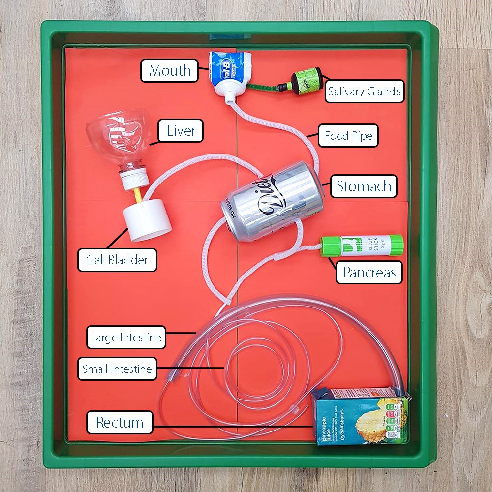 How To Make A Digestive System Model Using Recycled Materials