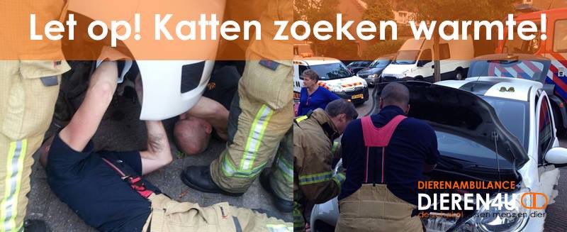 Dieren4u tweet media