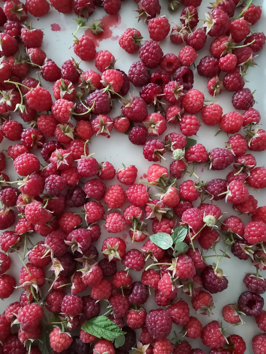 Vladimirowitsch's tweet photo. Zu Besuch bei den #Eltern im #Schwarzwald. Lecker. https://t.co/qMycn12qDV