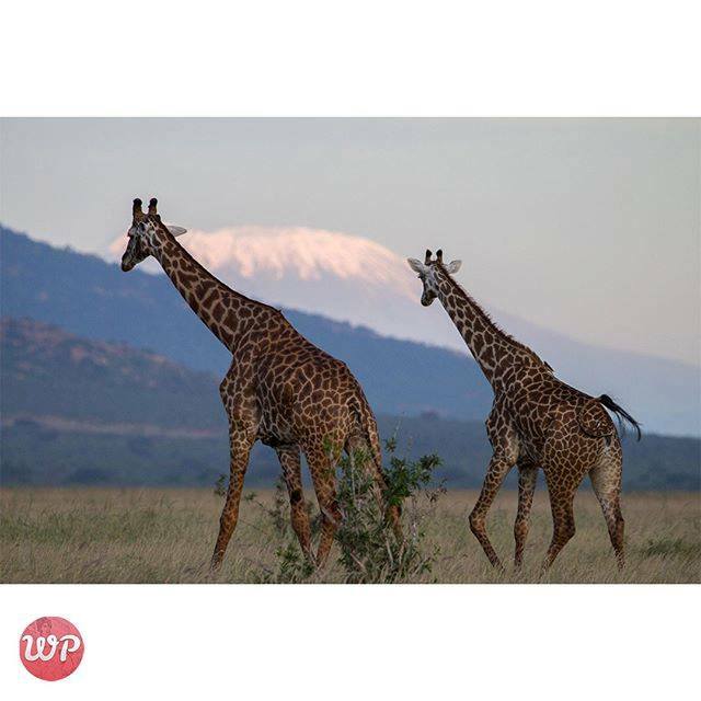 wallpalapp's tweet photo. #wallpapers #beautiful #screen #phone #images #app #wallpaperphone #beautifulwallpaper #phonescreen #photoswallpapers #beautifulwallpapers #wallpapersscreens #cutewallpapers #cutebackgrounds #dope #classy #celebrity #animals #models #anime #abstract #arcโฆ https://t.co/N432QaglAo https://t.co/y8Iuv3CNuE